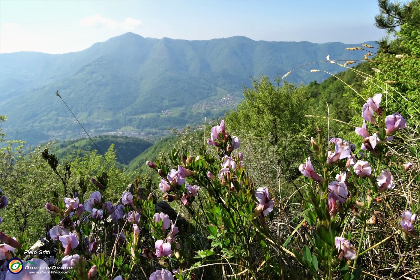 41  In zona 'Mughera' fiori di ...con vista in Canto Alto.JPG